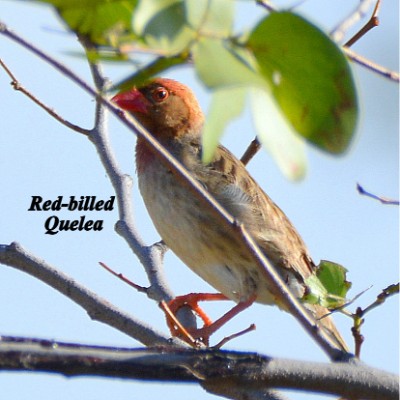 Red-billed Quelea